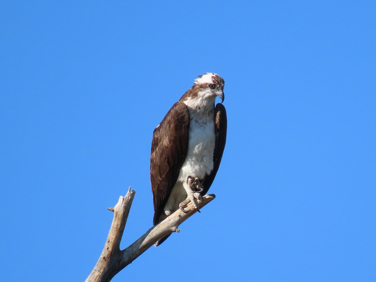 Osprey - ML641933135