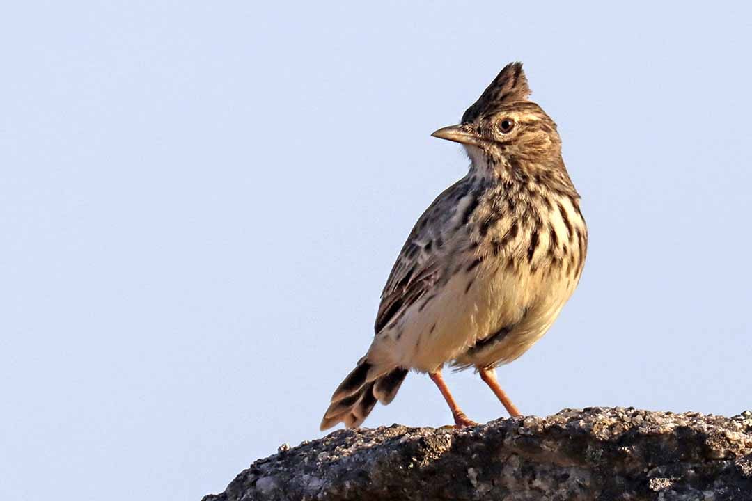 Thekla's Lark - ML641933138