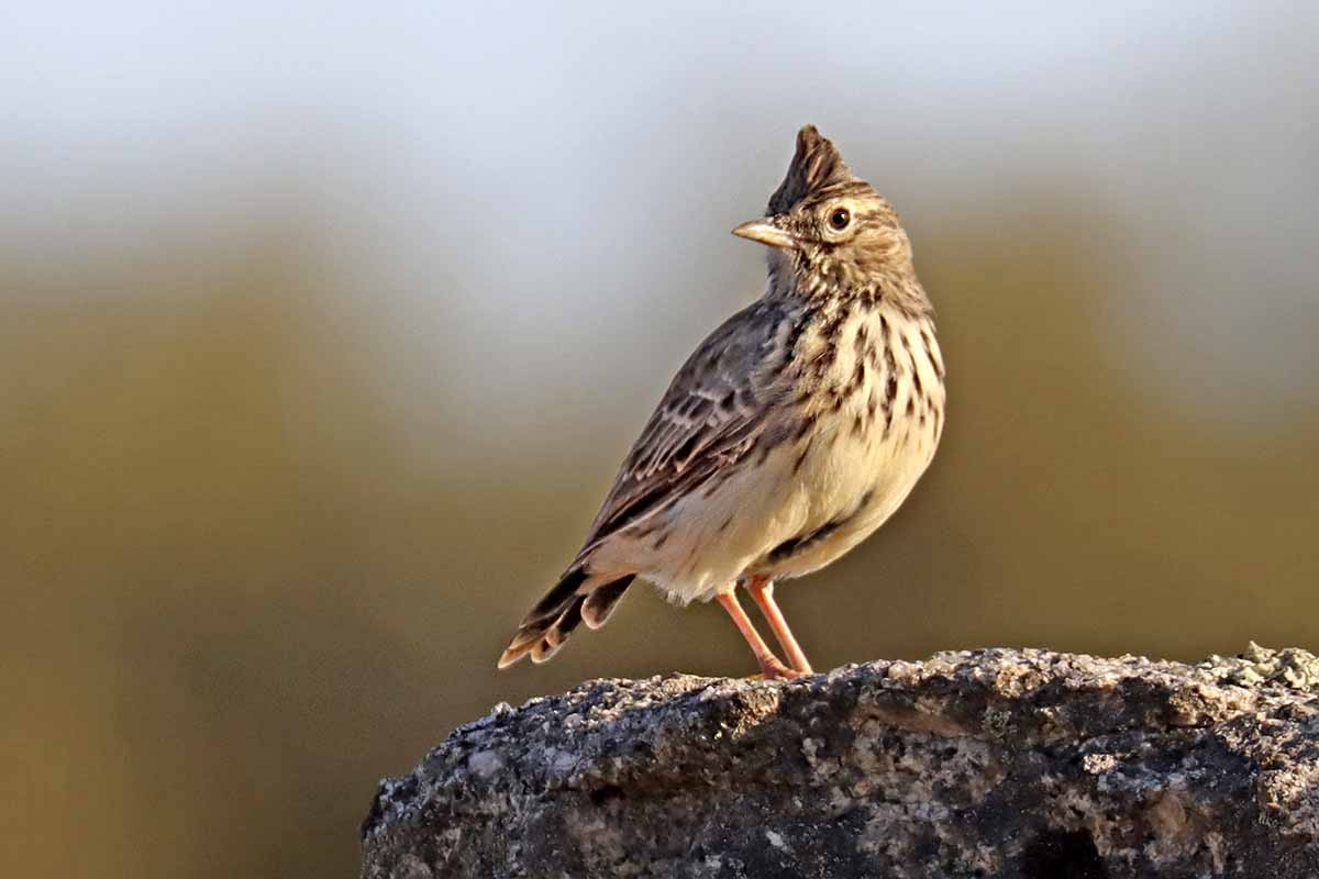 Thekla's Lark - ML641933139