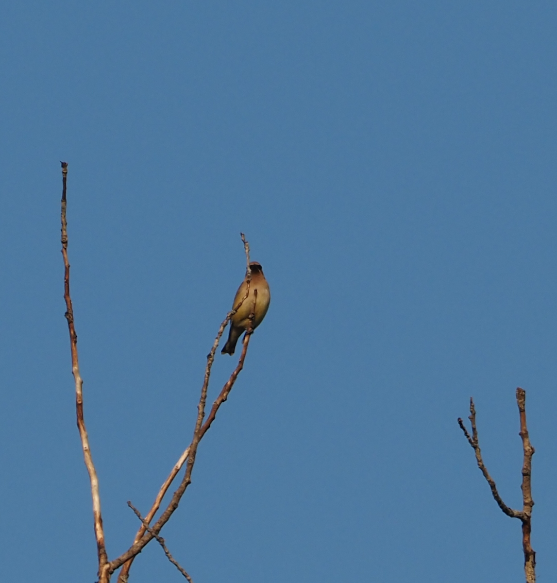 Cedar Waxwing - ML641933148