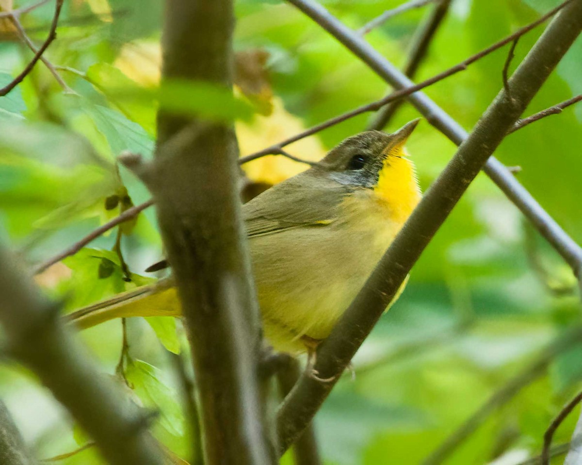 Common Yellowthroat - ML641933151