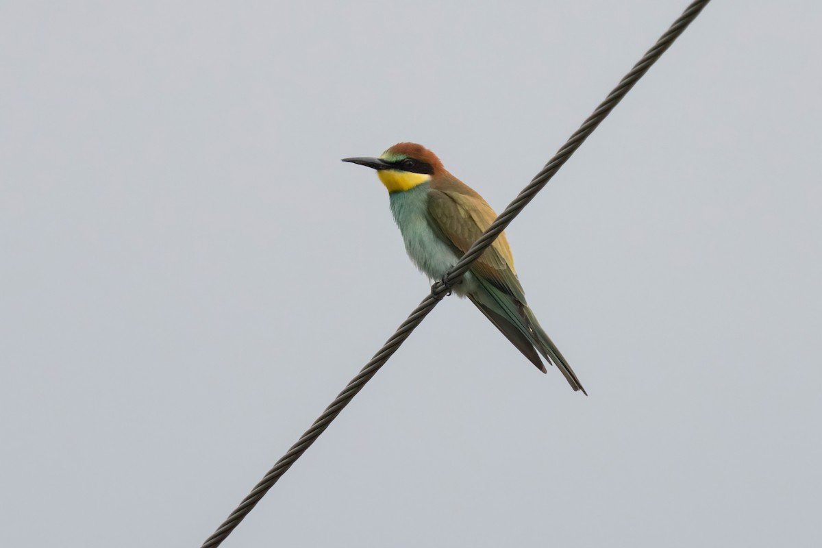 European Bee-eater - ML641933158
