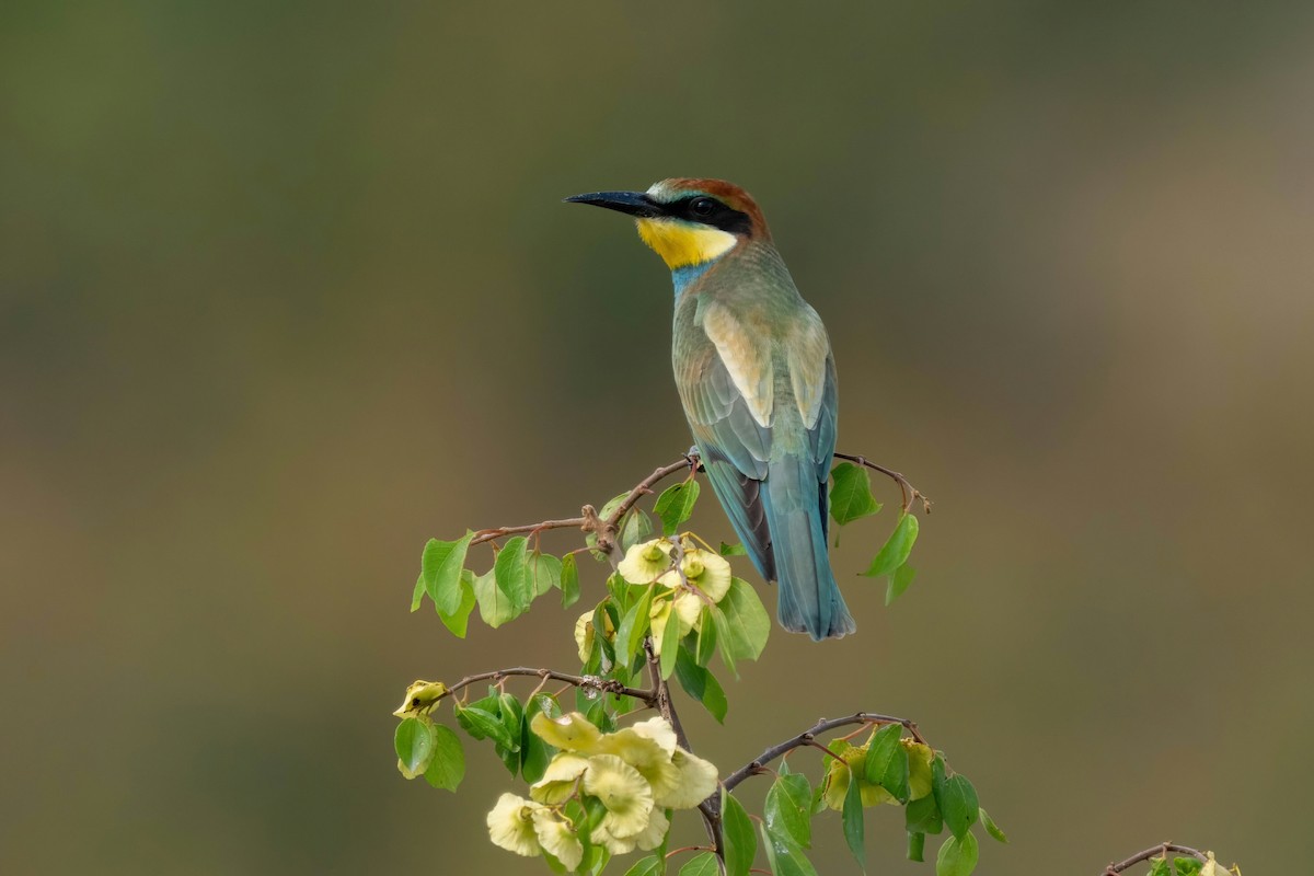 European Bee-eater - ML641933159