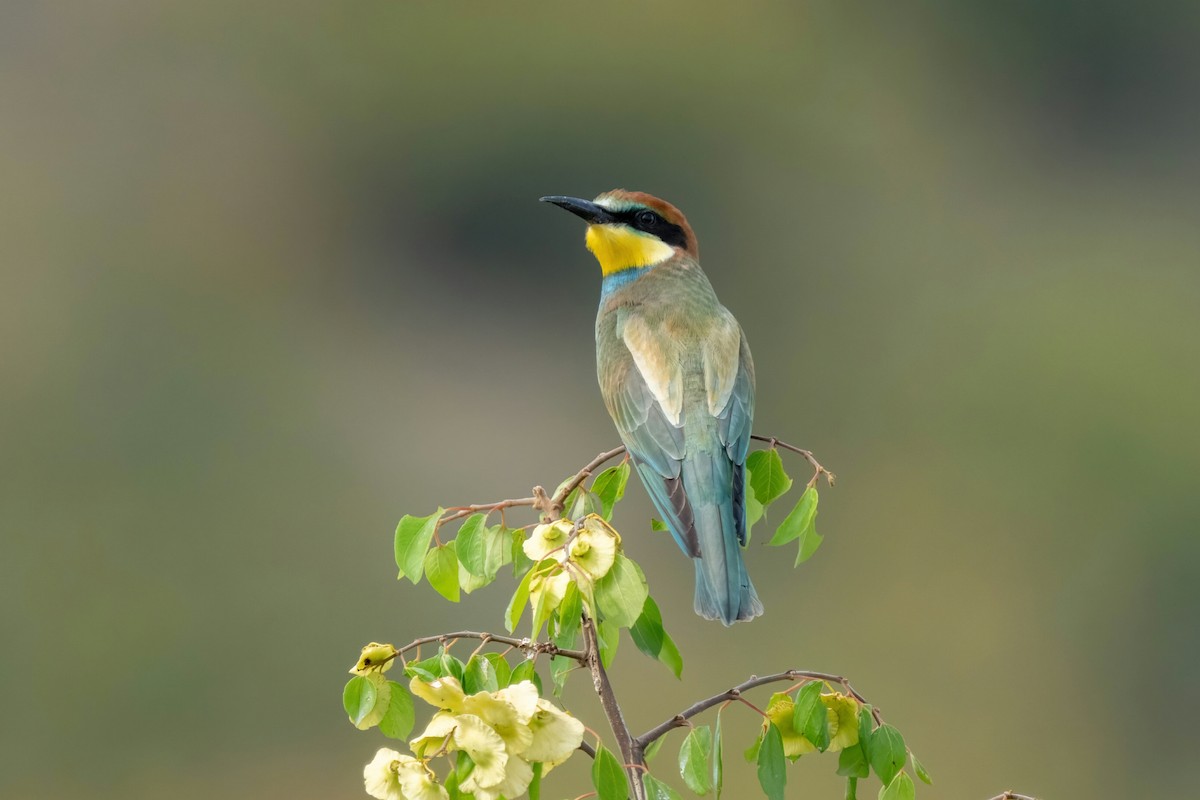 European Bee-eater - ML641933160