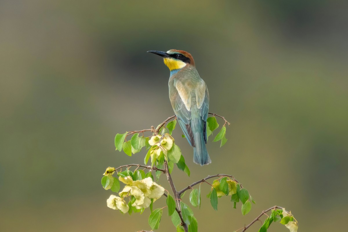 European Bee-eater - ML641933161