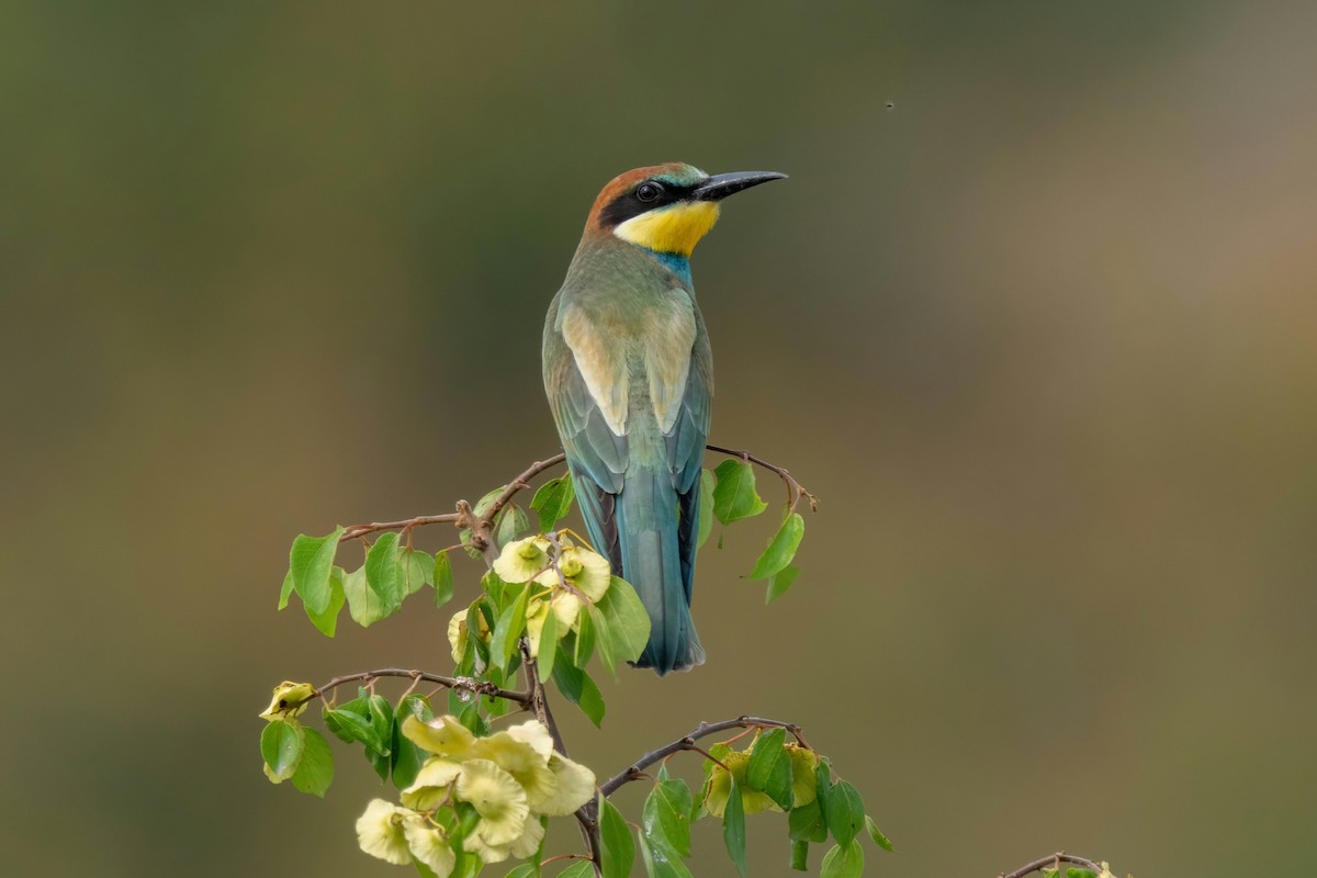 European Bee-eater - ML641933162