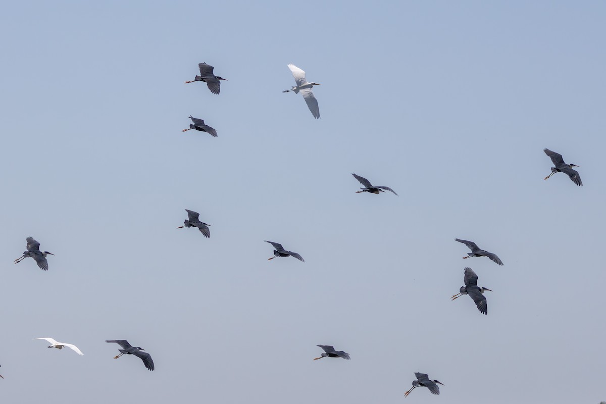 Pied Heron - ML641933166