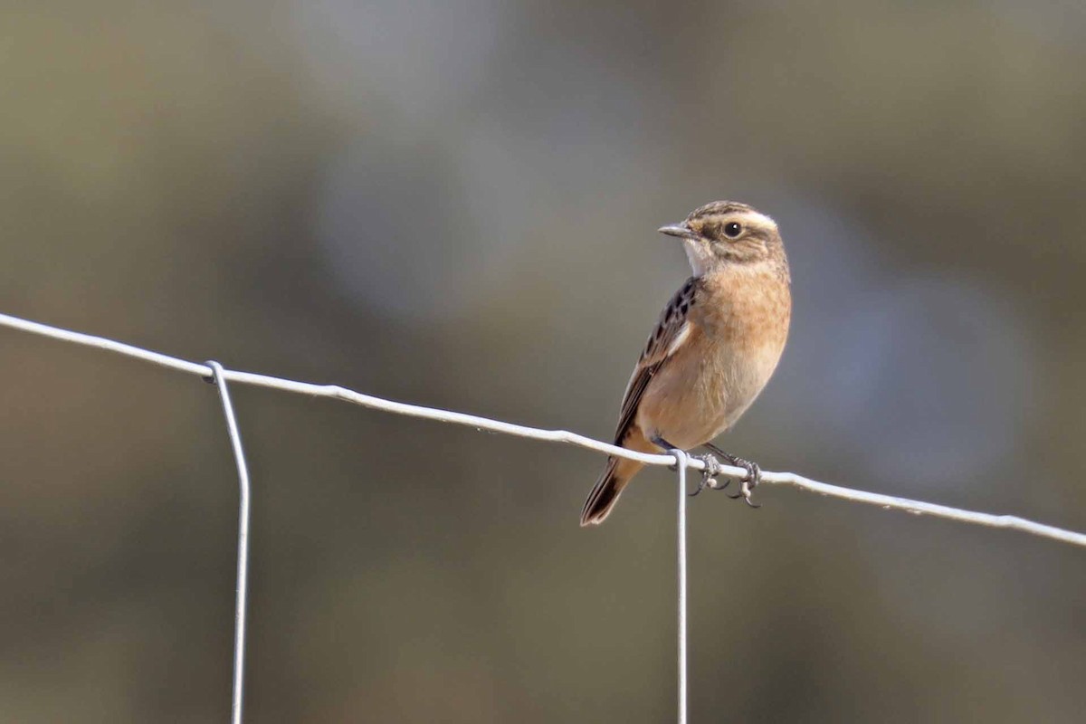 Stiaccino - ML641933170