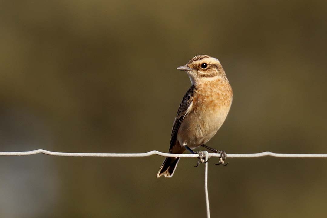 Stiaccino - ML641933171