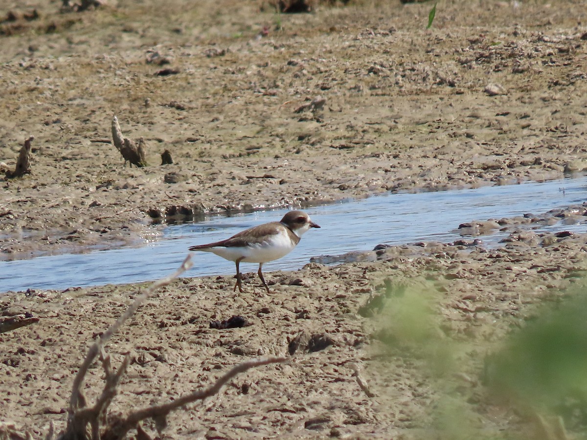 Semipalmated Plover - ML641933173