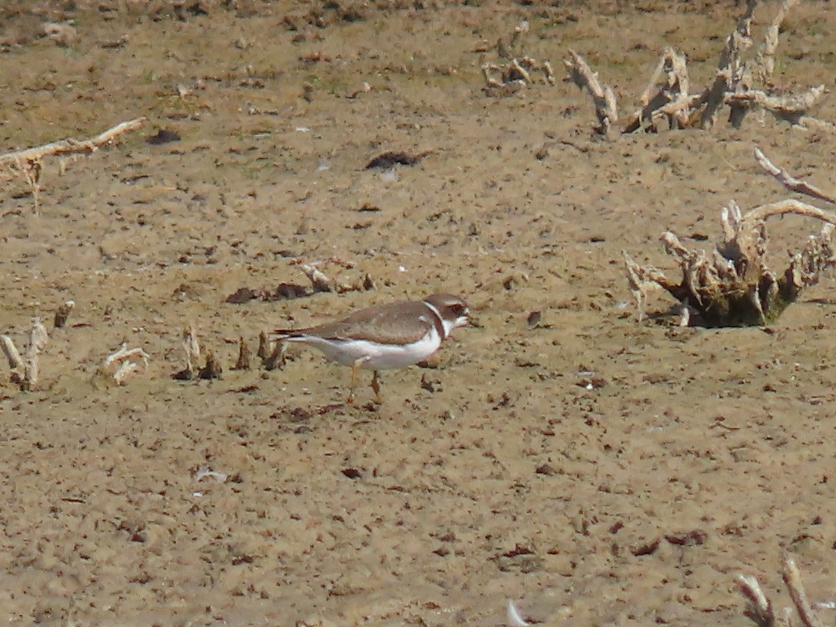 Semipalmated Plover - ML641933178