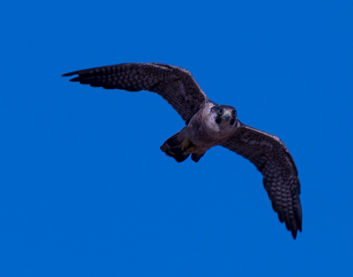 Peregrine Falcon - ML641933188