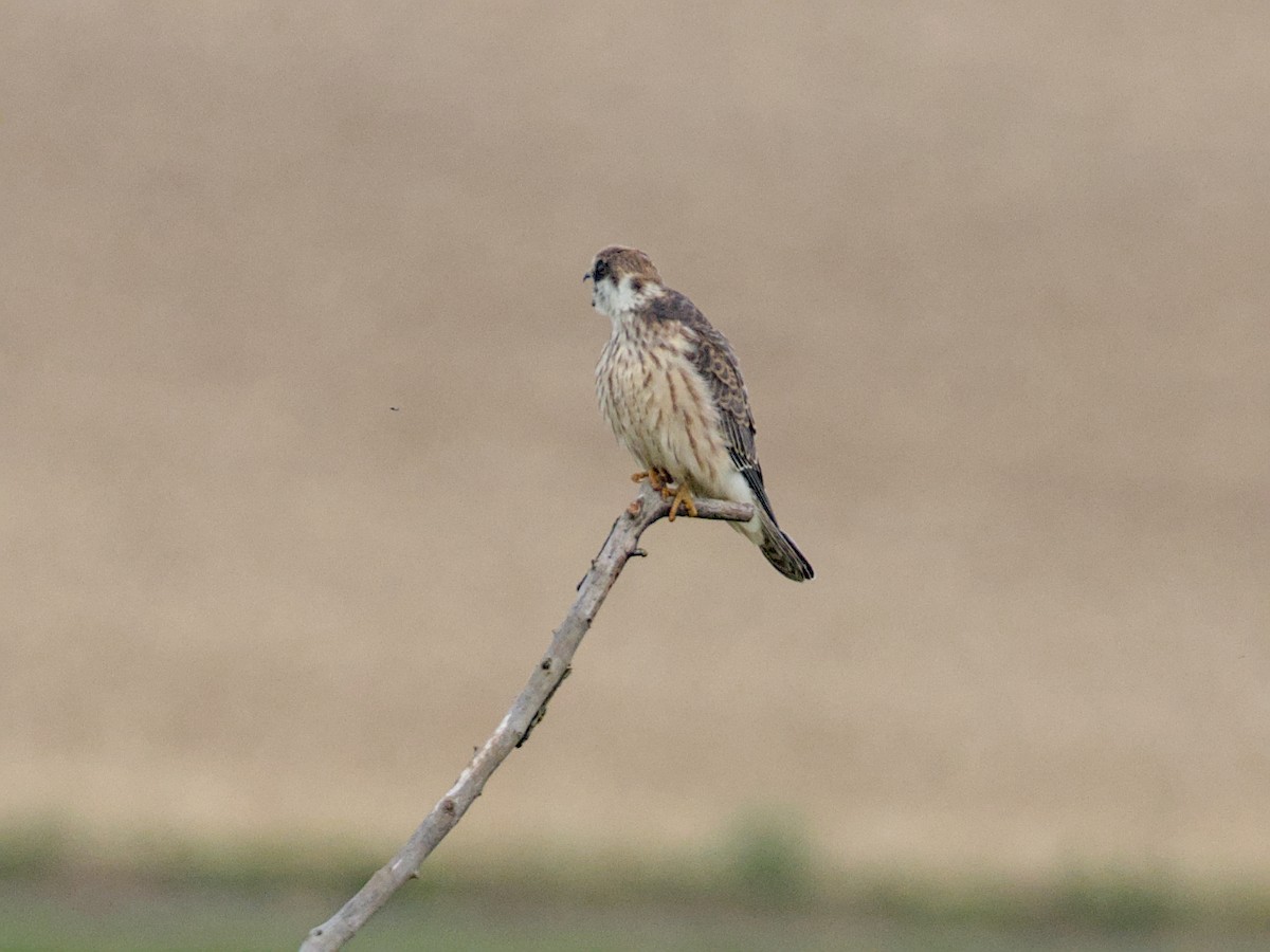 Red-footed Falcon - ML641933190