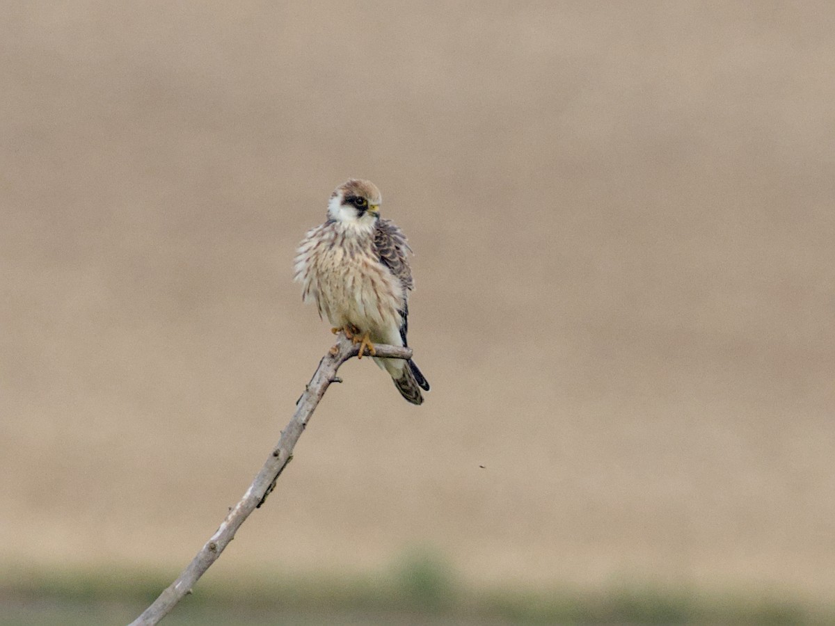 Red-footed Falcon - ML641933191