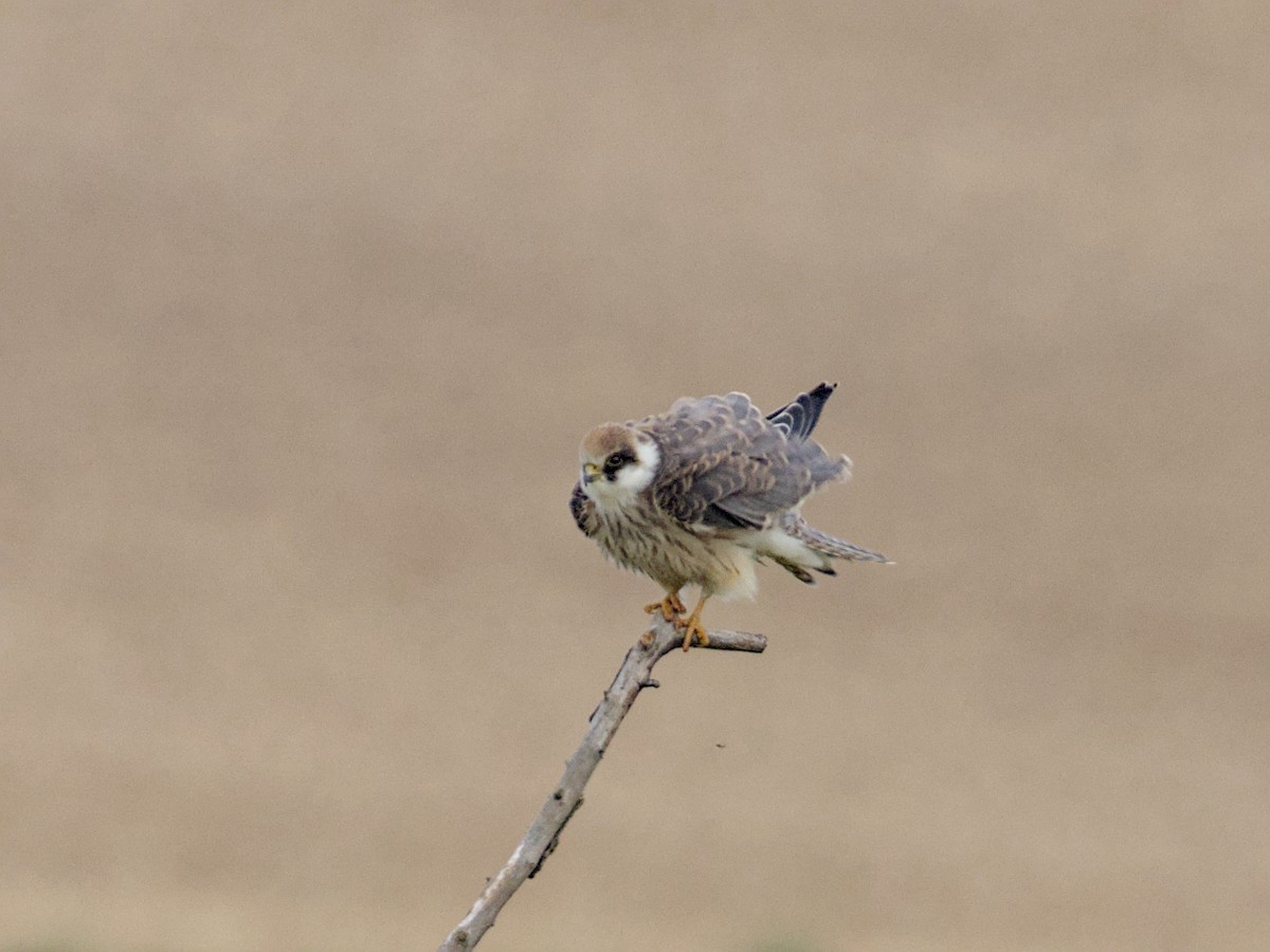 Red-footed Falcon - ML641933192