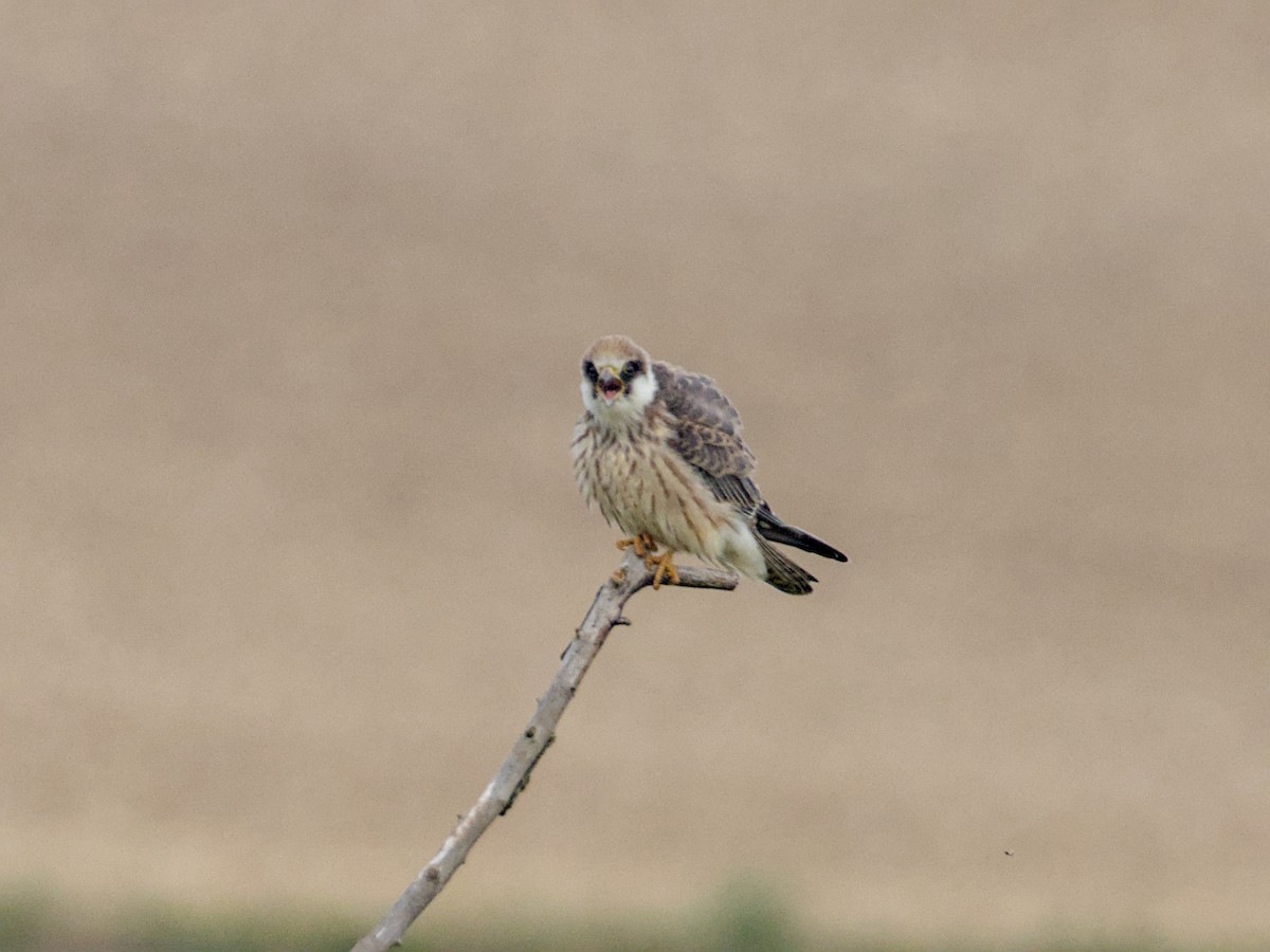 Red-footed Falcon - ML641933193