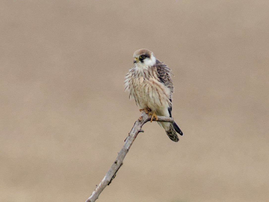 Red-footed Falcon - ML641933194