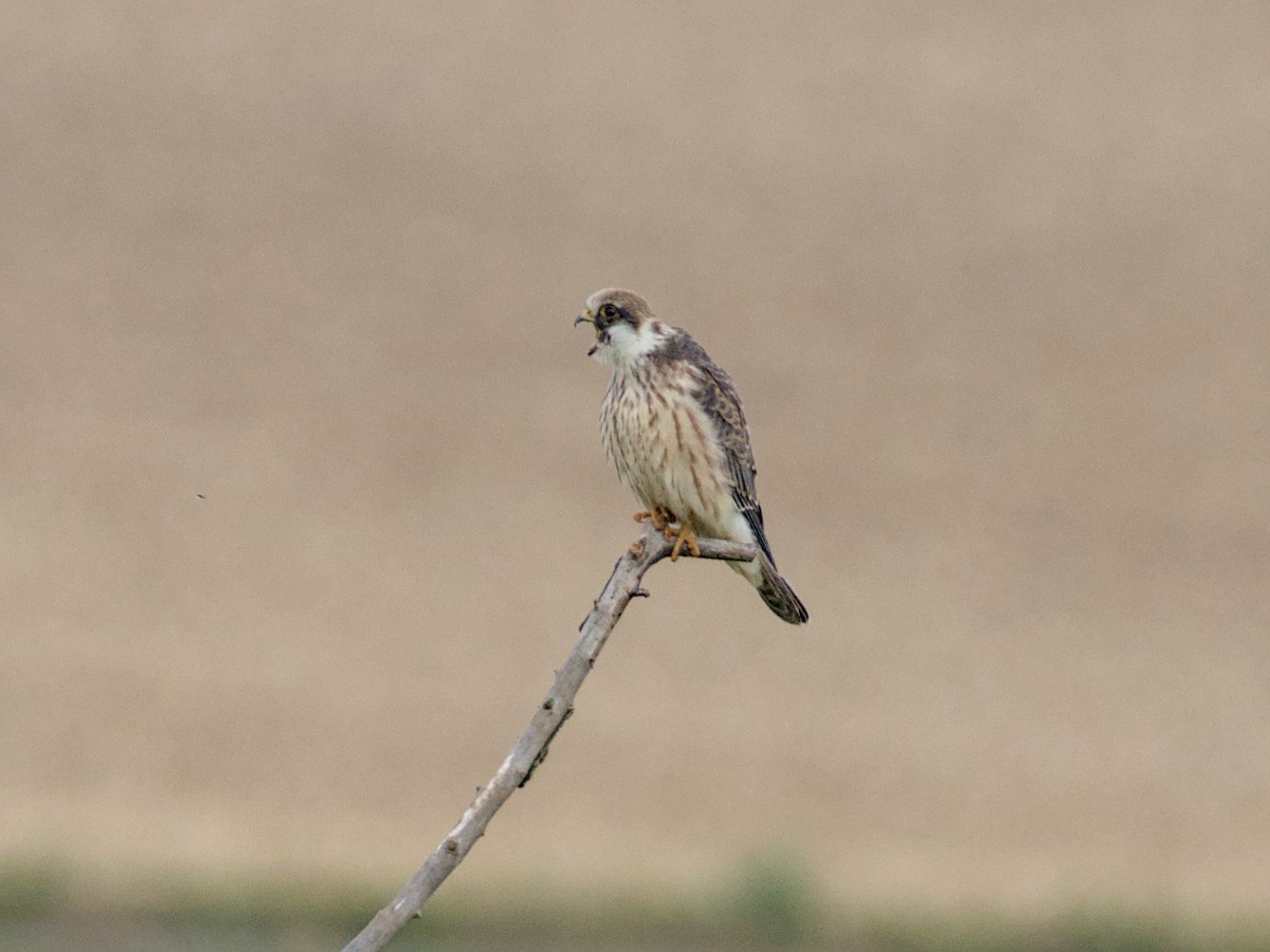 Red-footed Falcon - ML641933195