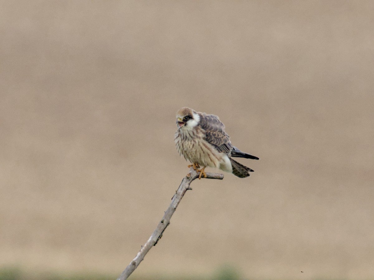 Red-footed Falcon - ML641933197