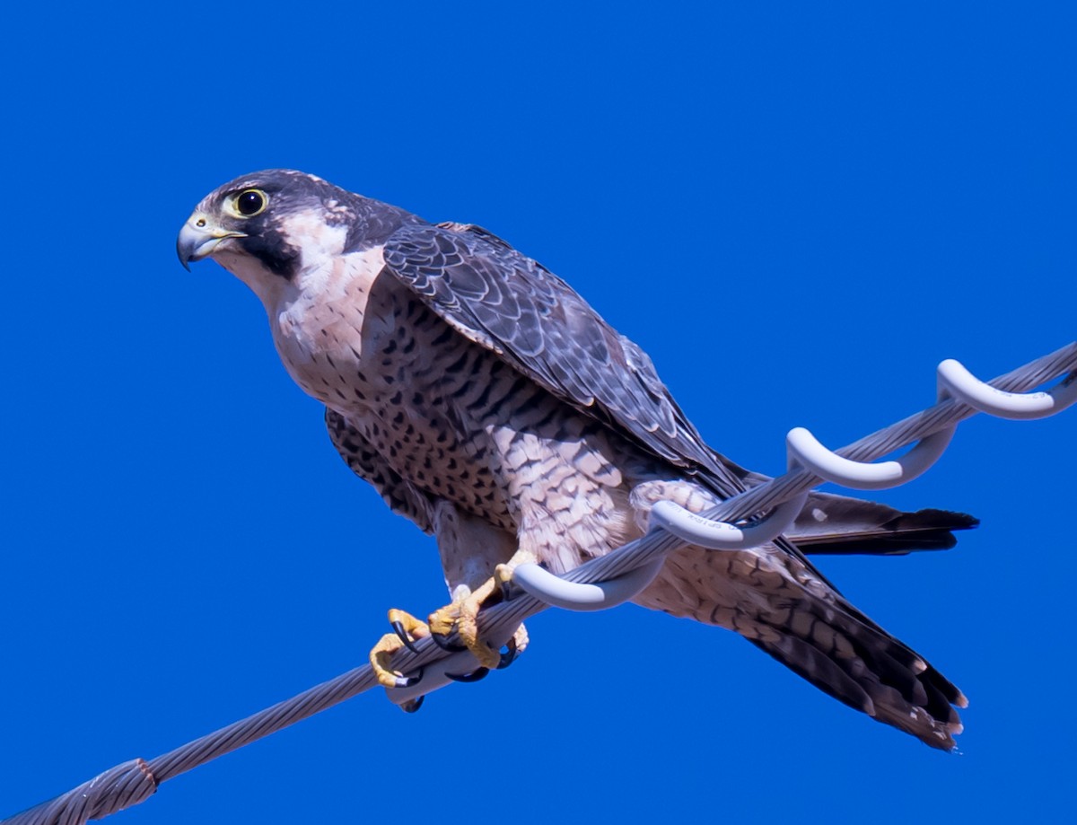Peregrine Falcon - ML641933202