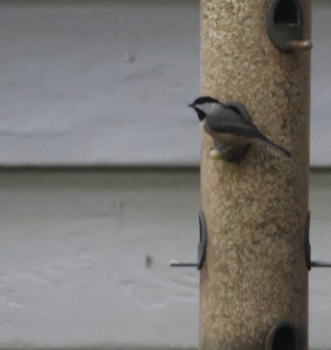 Carolina Chickadee - ML641933208