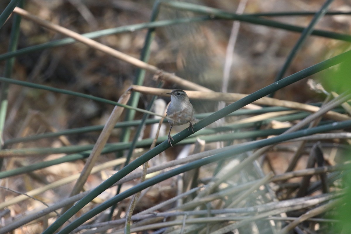Marsh Wren - ML641933231