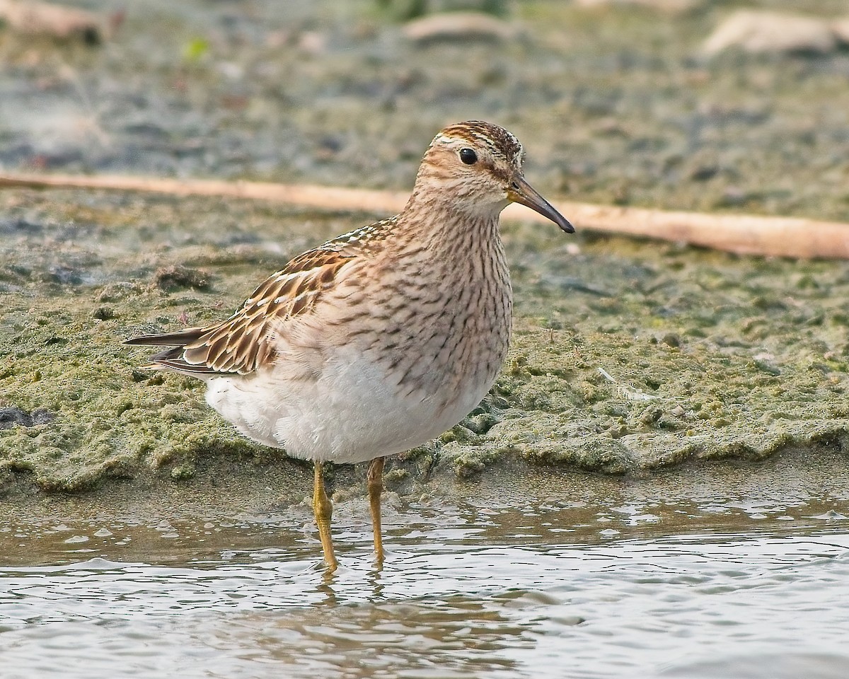 Pectoral Sandpiper - ML641933237