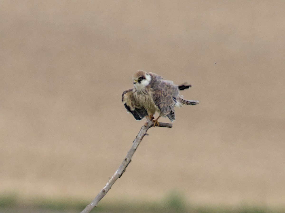Red-footed Falcon - ML641933239