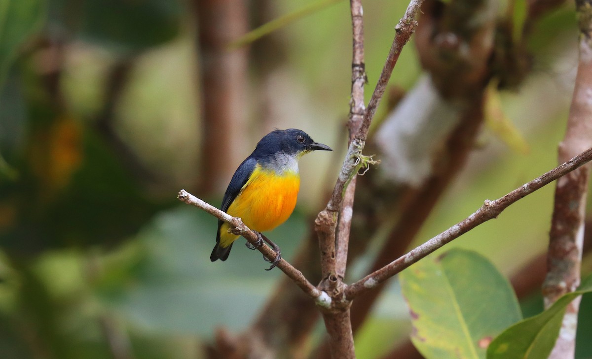 Orange-bellied Flowerpecker - ML641933241