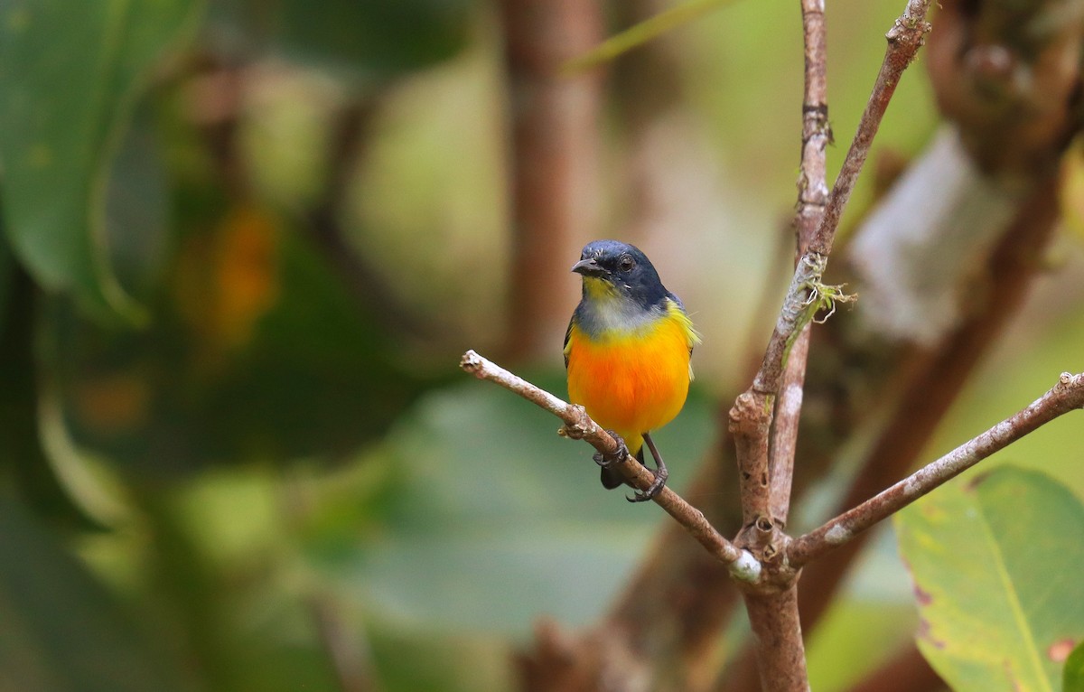 Orange-bellied Flowerpecker - ML641933249