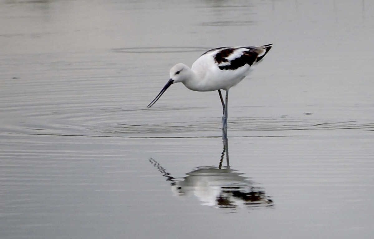 American Avocet - ML641933255