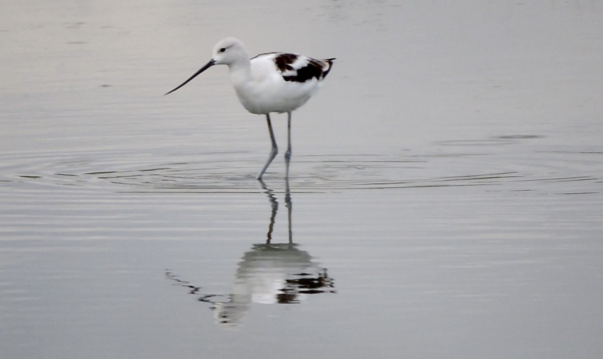 American Avocet - ML641933256