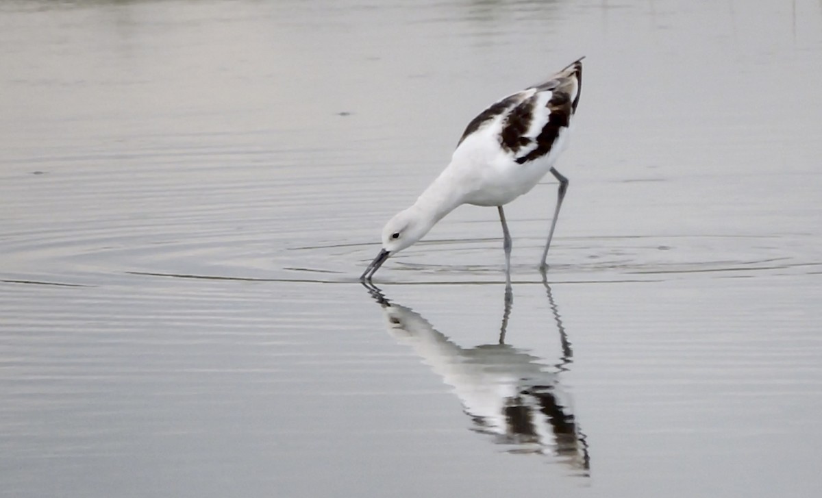 American Avocet - ML641933257