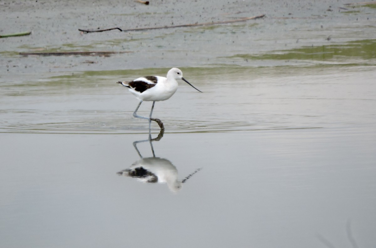 American Avocet - ML641933258