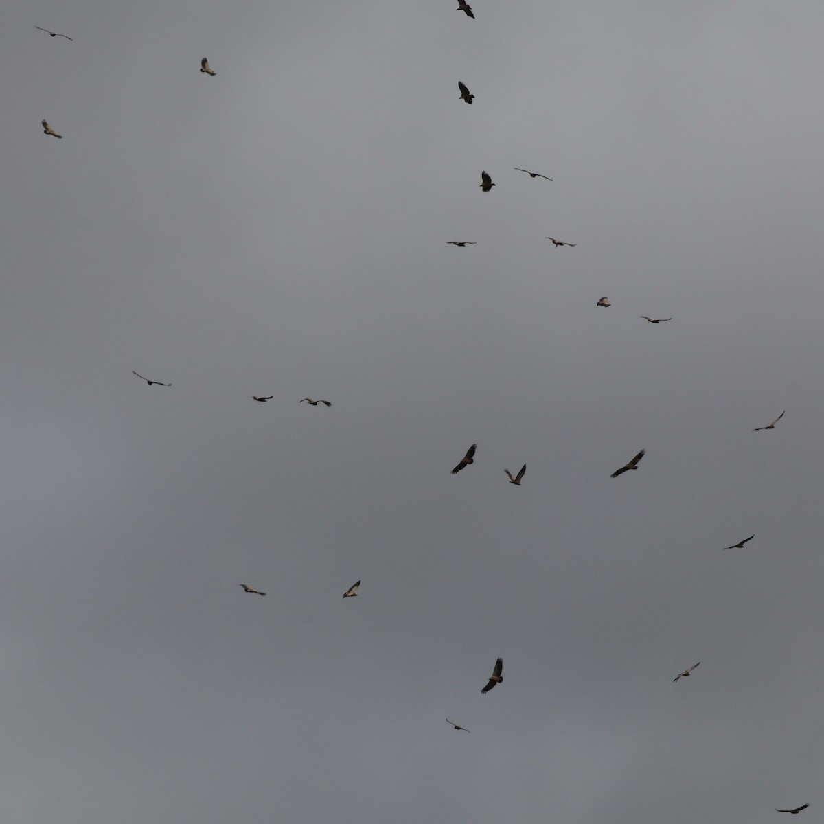 Cape Griffon - ML641933261
