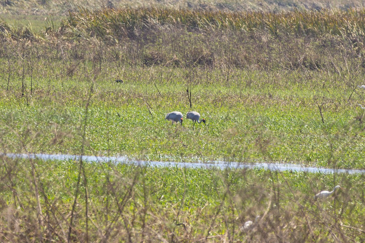 Brolga - ML641933275