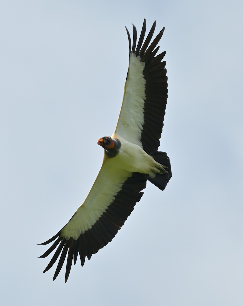King Vulture - ML641933277