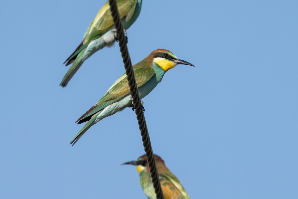 European Bee-eater - ML641933280