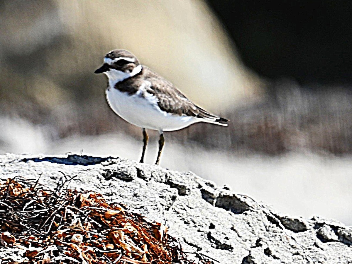 Semipalmated Plover - ML641933281