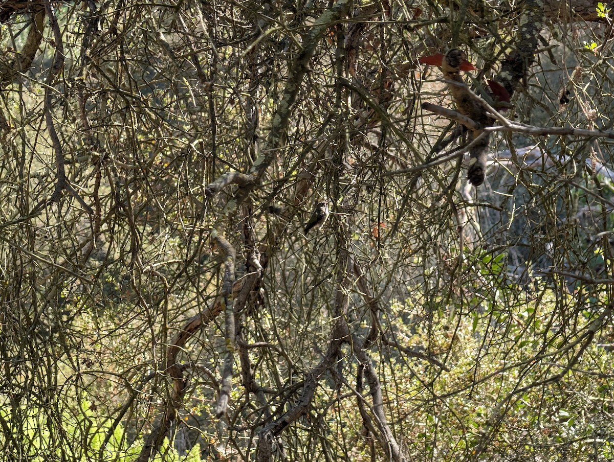 Anna's Hummingbird - ML641933283