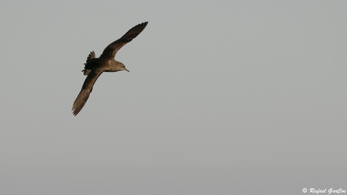 Balearic Shearwater - ML641933284