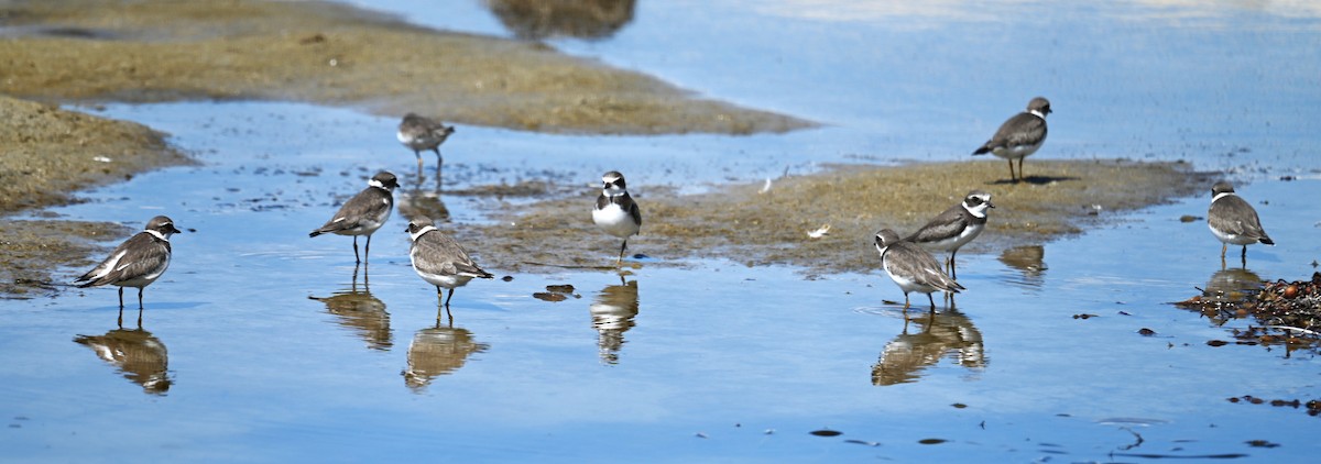 Semipalmated Plover - ML641933285