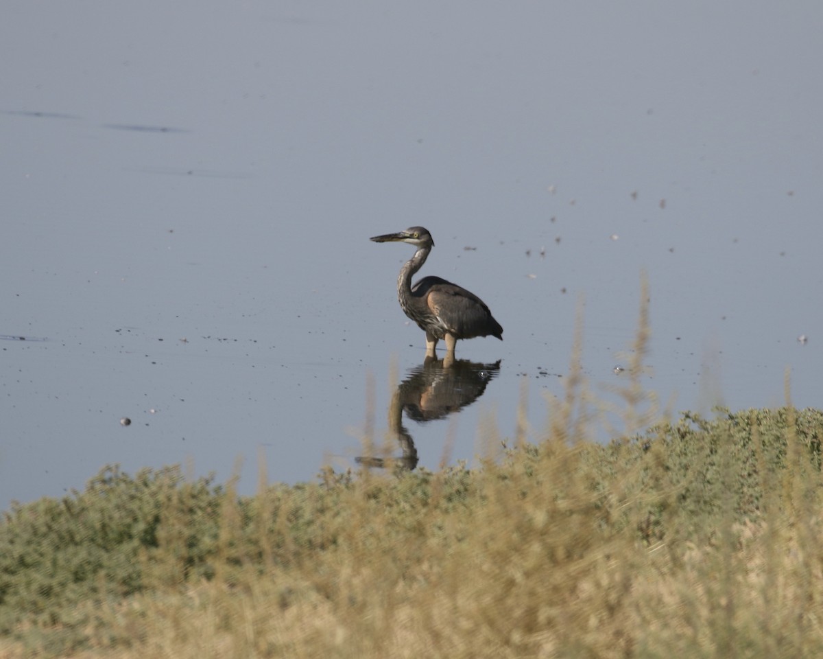 Great Blue Heron - ML641933295