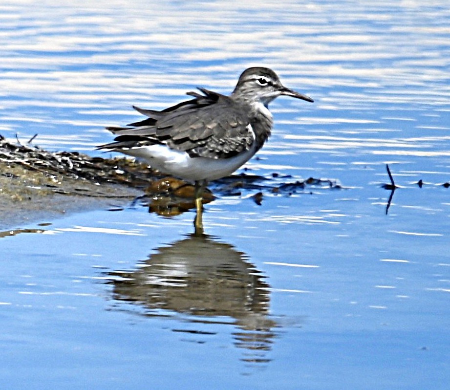 Spotted Sandpiper - ML641933299