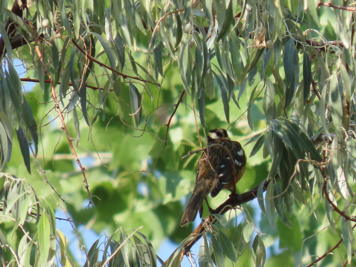 Black-headed Grosbeak - ML641933300