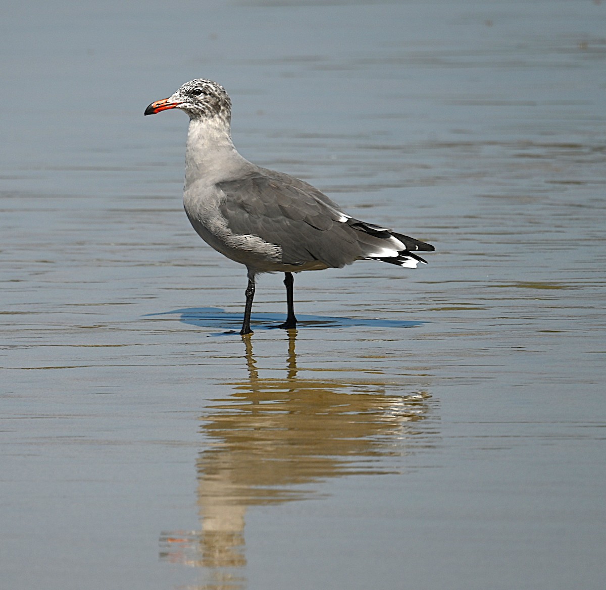 Heermann's Gull - ML641933308
