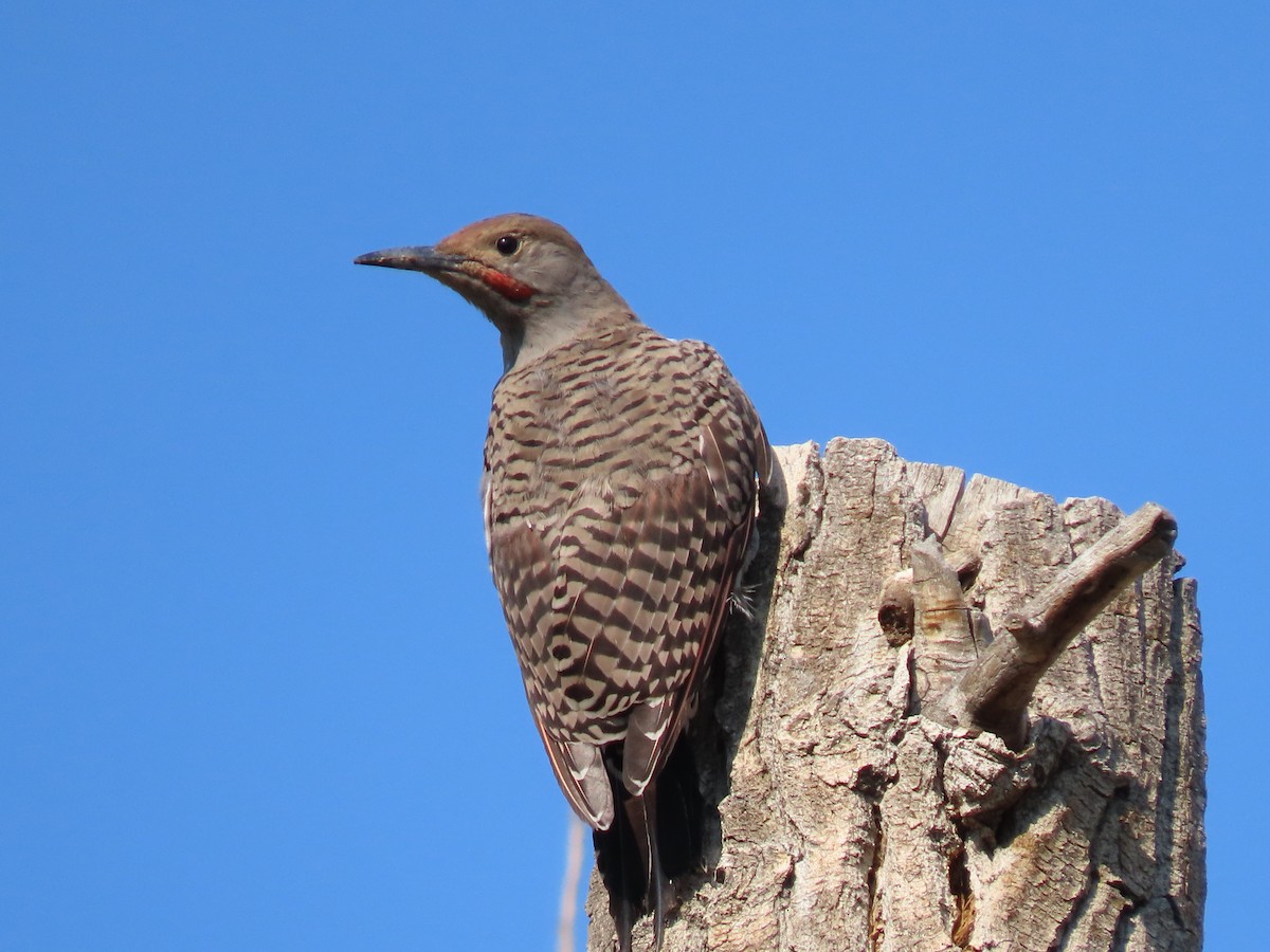 Northern Flicker - ML641933310