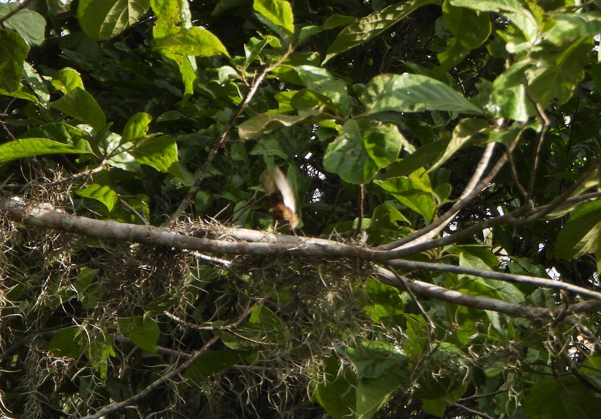 Southern House Wren - ML641933311