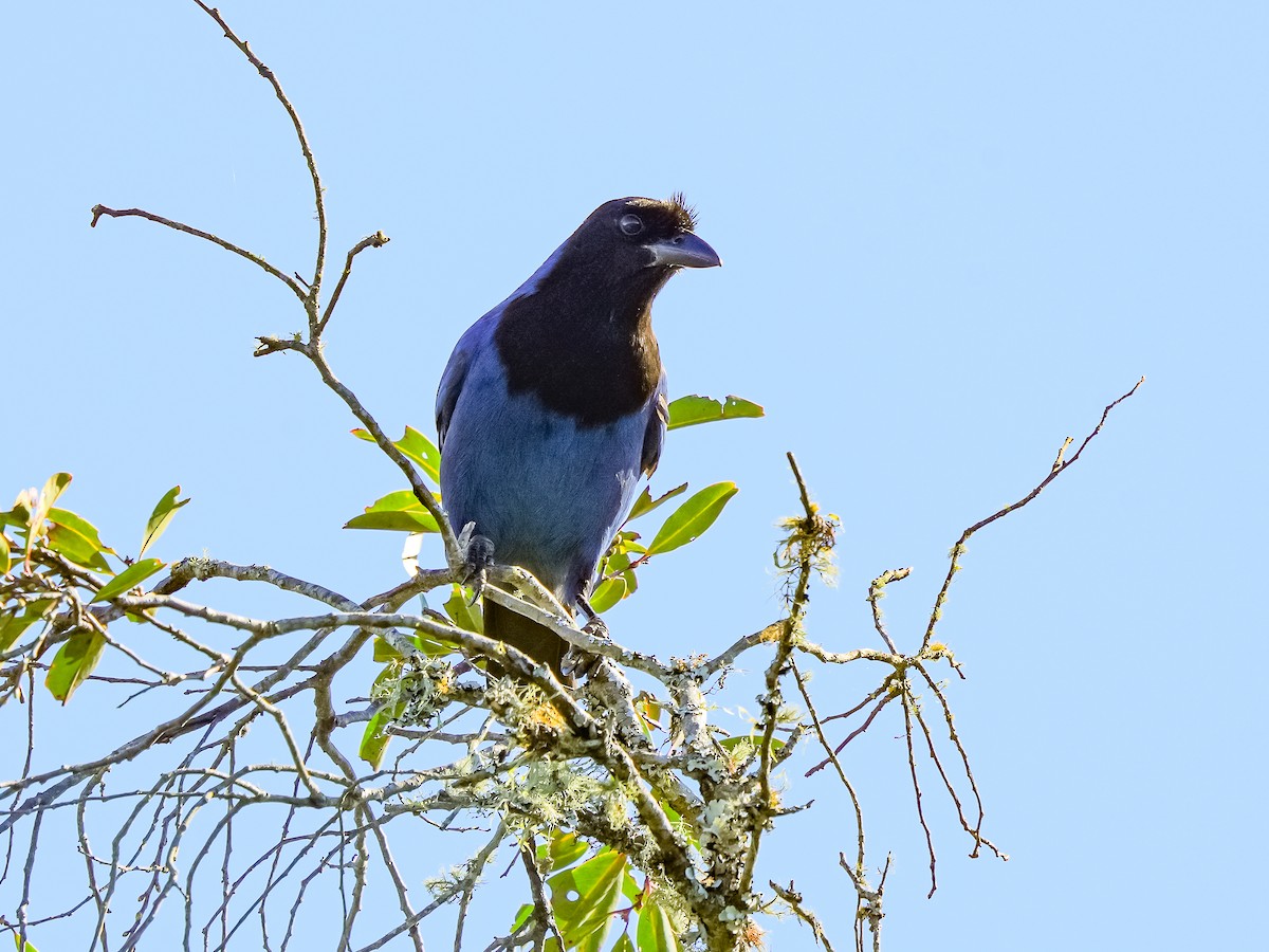 Chara Cerúlea - ML641933314