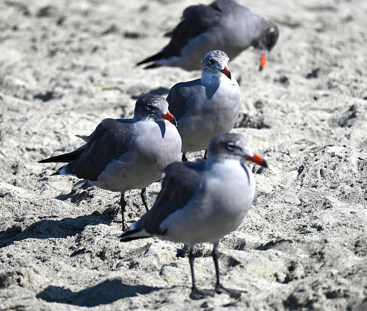 Heermann's Gull - ML641933320